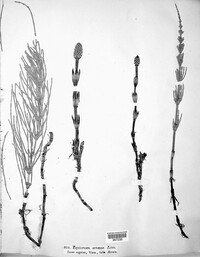 Equisetum arvense image